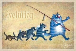 Evolution of Cats 2015